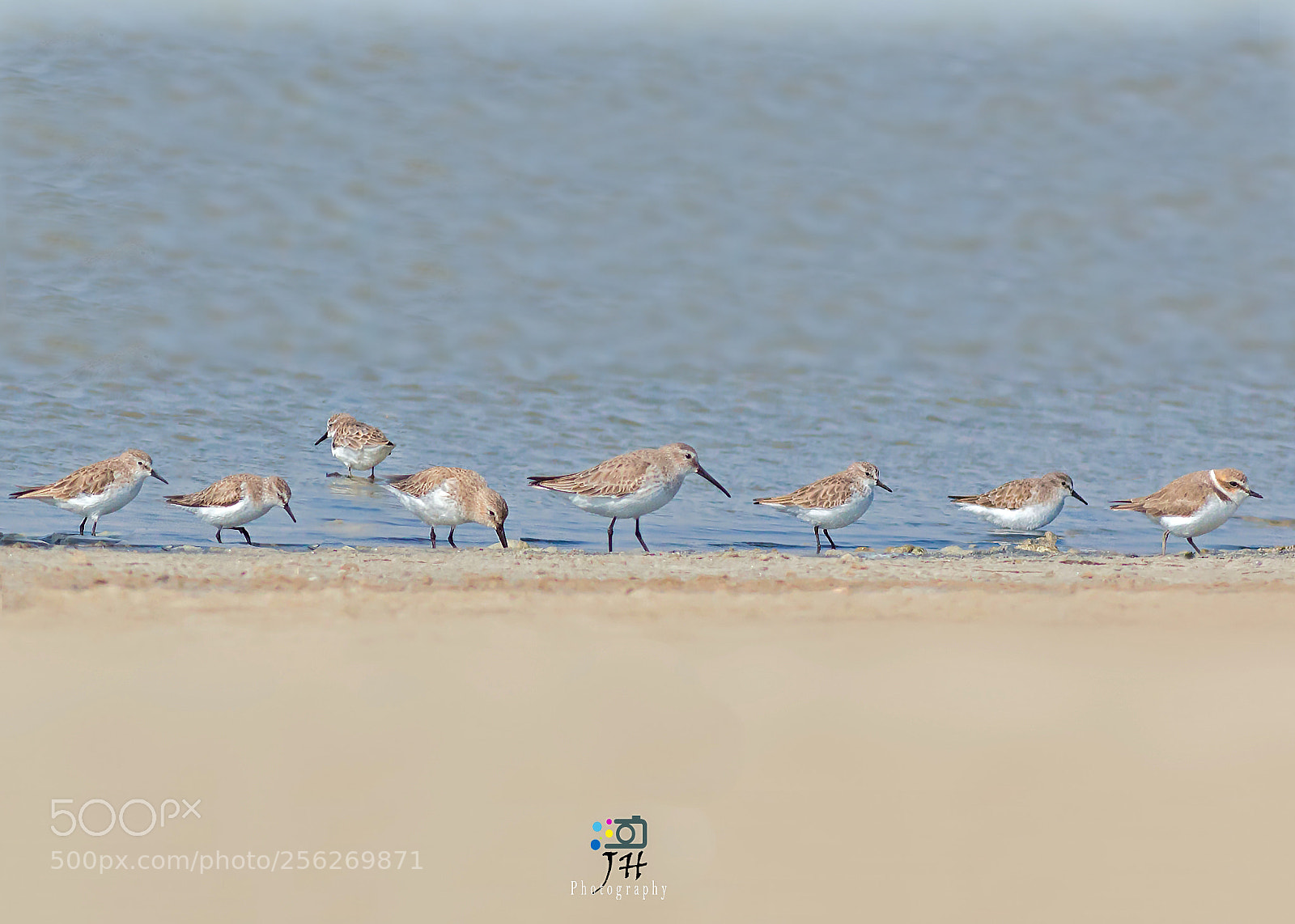 Canon EOS 70D sample photo. Waders photography