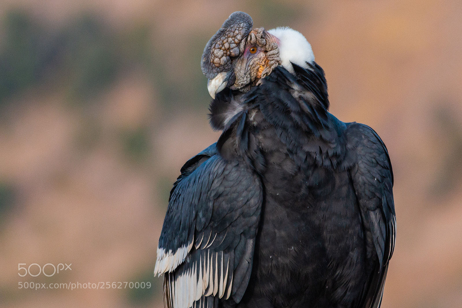 Canon EOS 70D sample photo. Condor photography