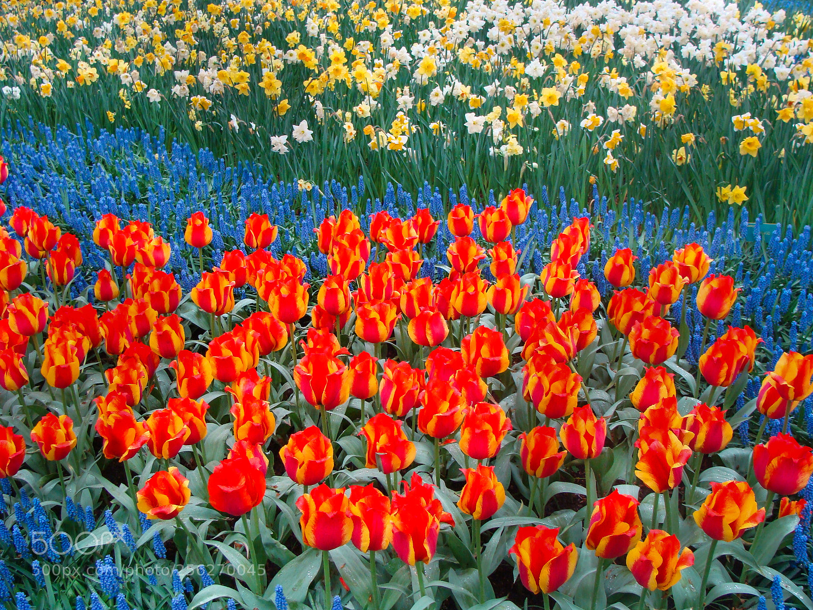 Sony DSC-H3 sample photo. Keukenhof garden photography