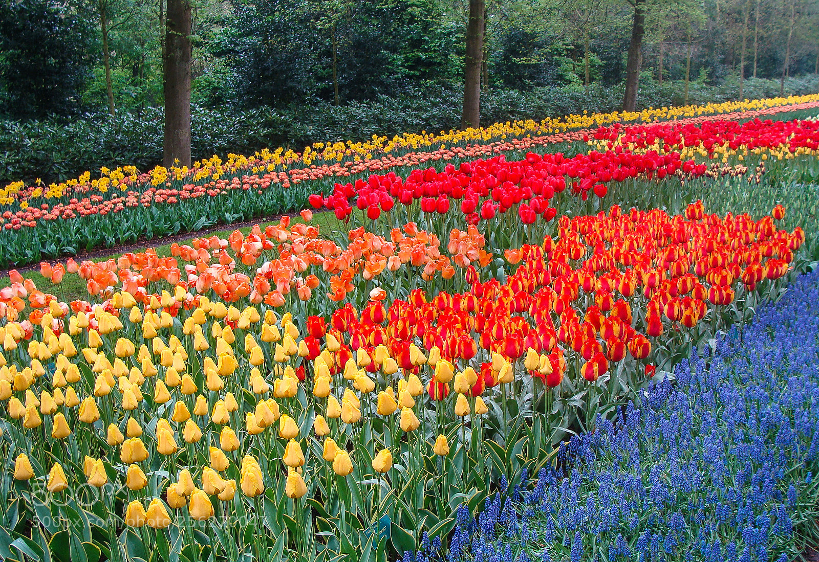 Sony DSC-H3 sample photo. Keukenhof garden photography