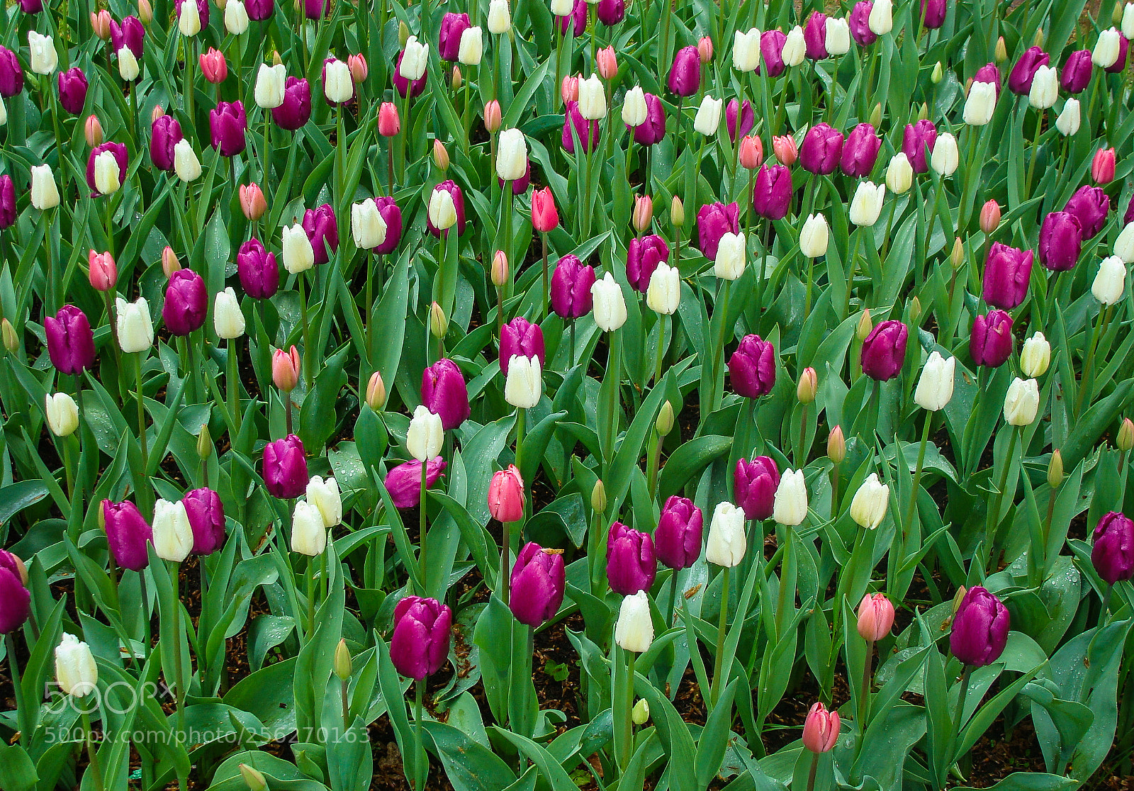 Sony DSC-H3 sample photo. Keukenhof garden photography