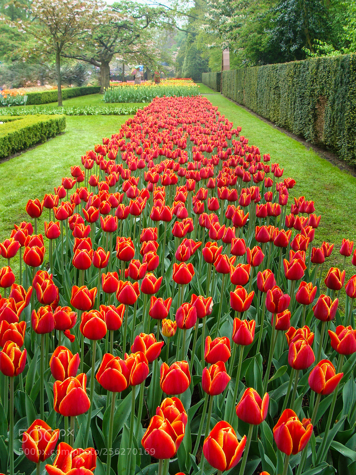 Sony DSC-H3 sample photo. Keukenhof garden photography