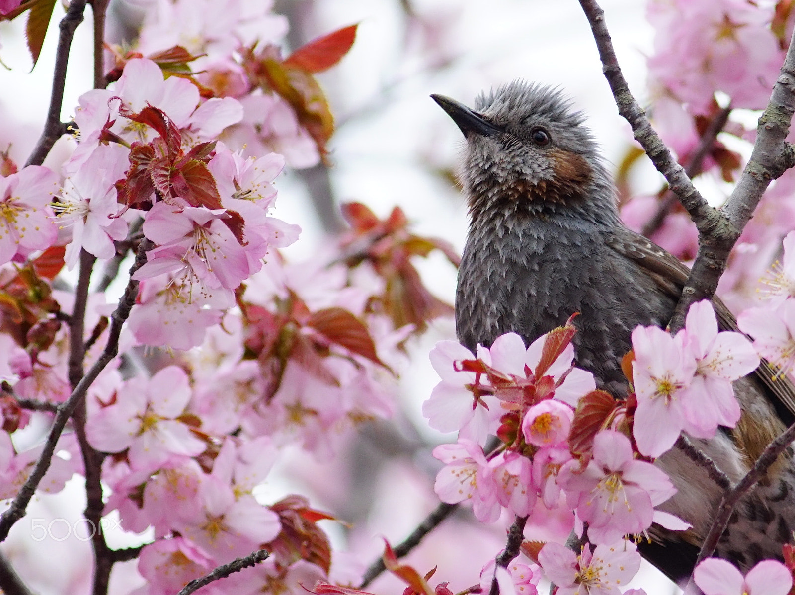 Sony a6300 + Canon EF 400mm F5.6L USM sample photo. Spring has come photography