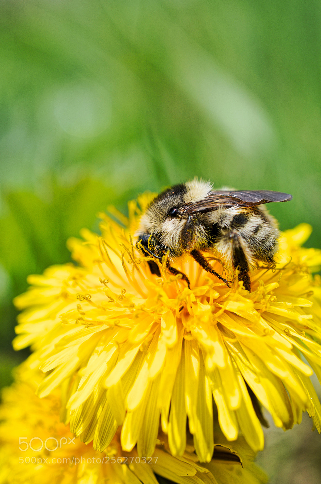 Nikon D5100 sample photo. Bees and dandelions photography