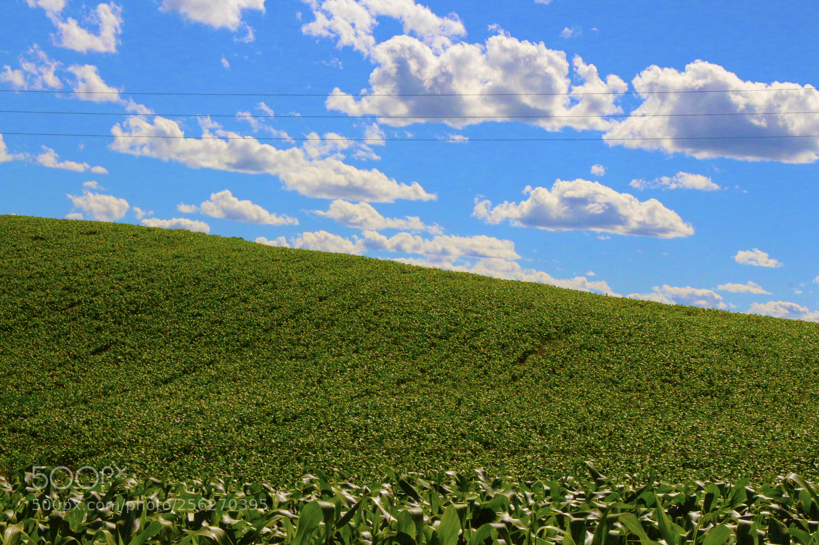 Canon EOS 650D (EOS Rebel T4i / EOS Kiss X6i) sample photo. Smoke plantation photography