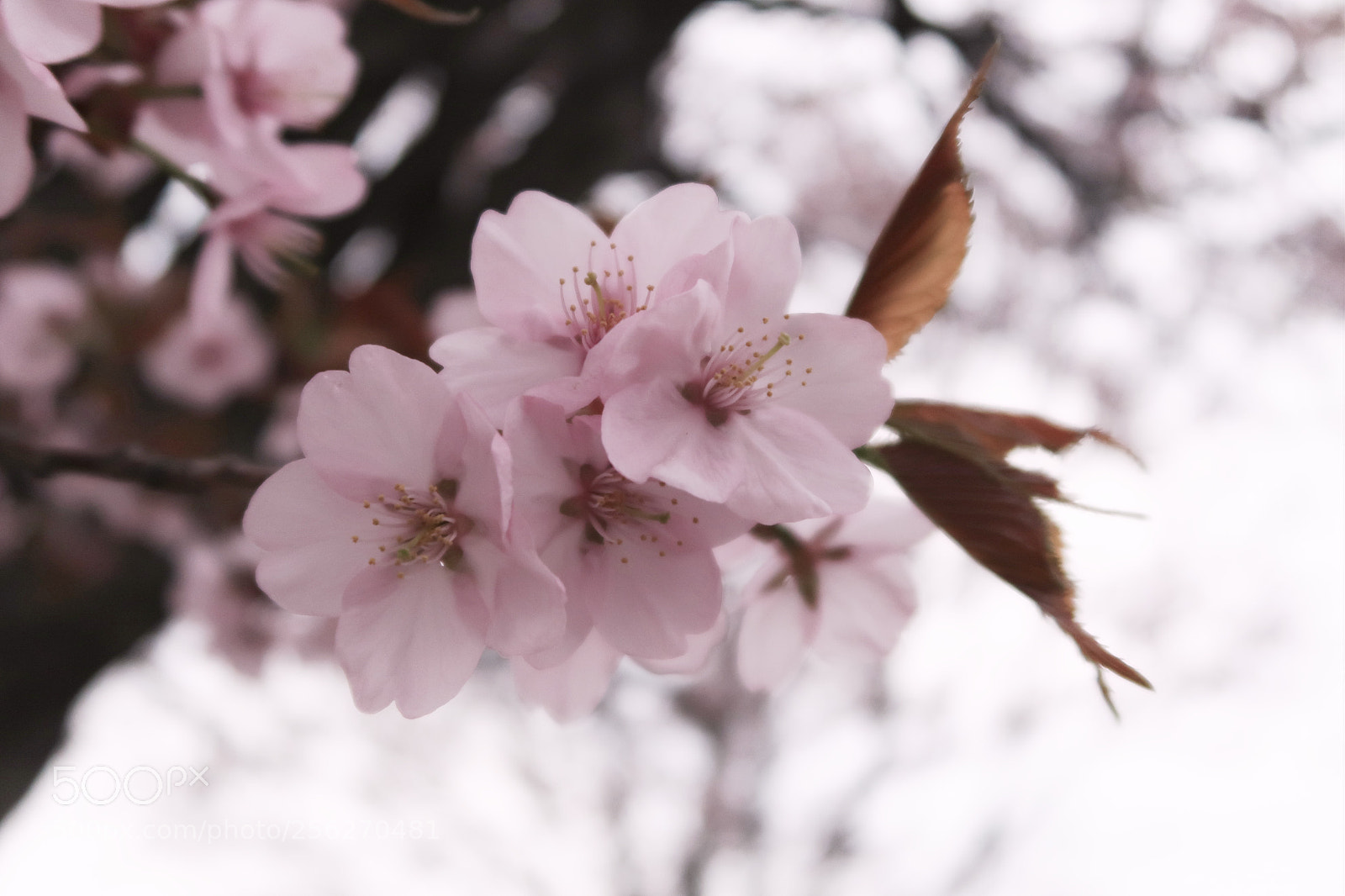 Canon PowerShot G7 X Mark II sample photo. Cherry blossoms / yamazakura photography