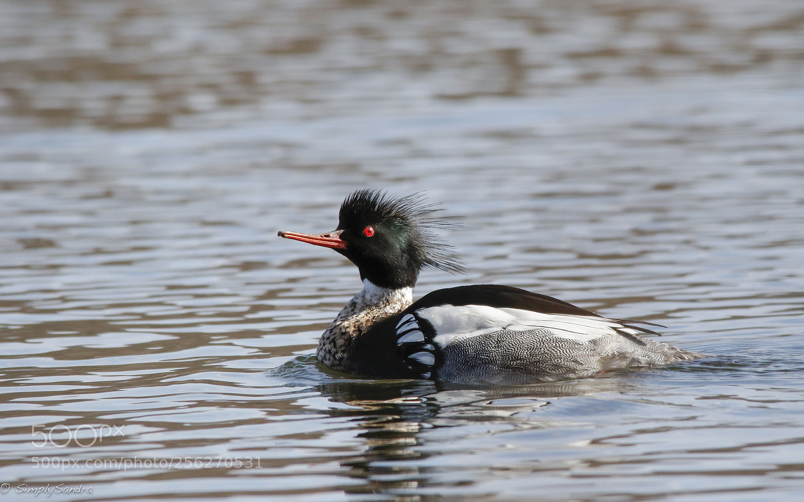 Canon EOS 7D Mark II sample photo. Red breasted merganser photography