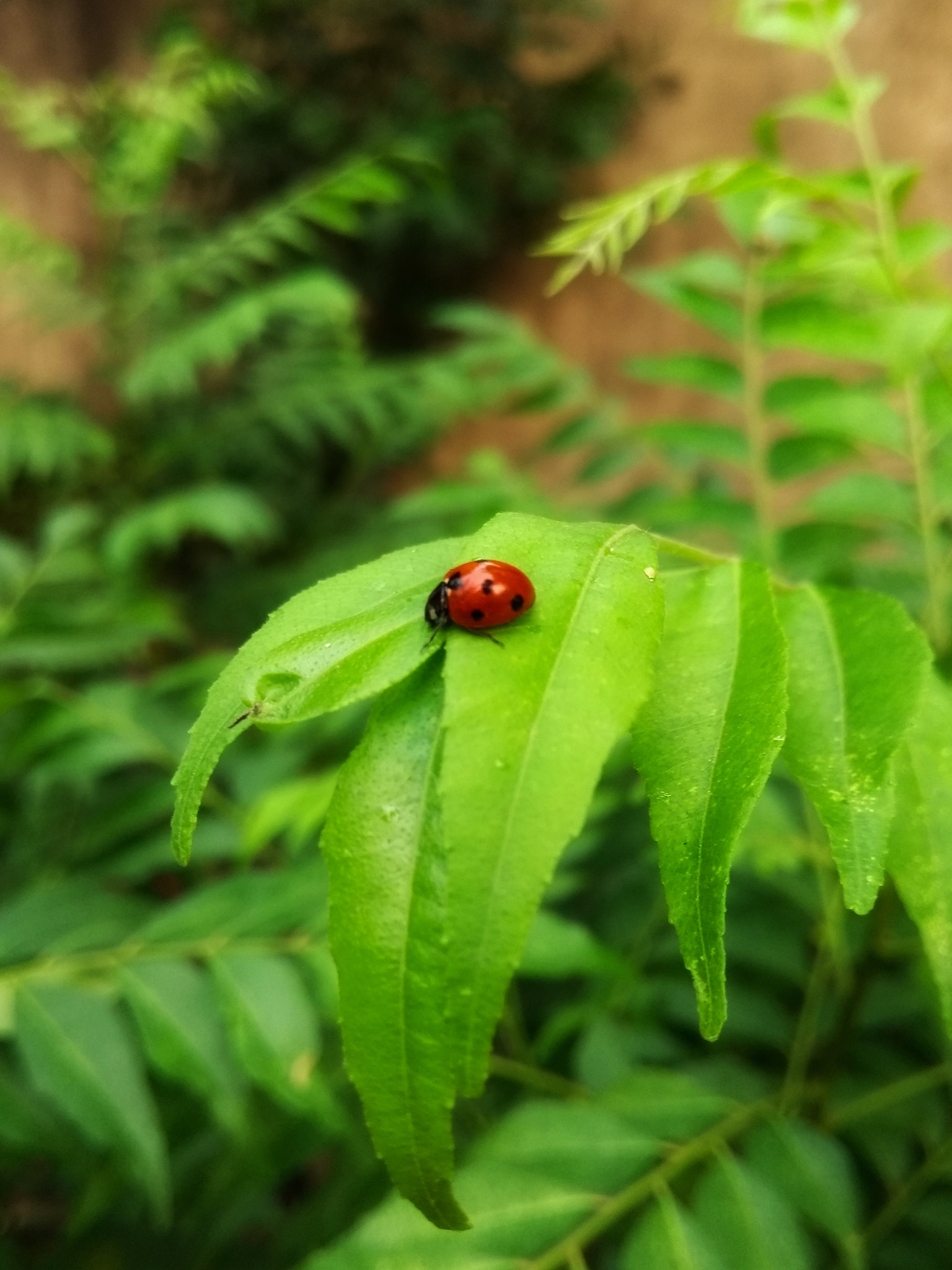 Motorola Moto G (5th Gen) sample photo