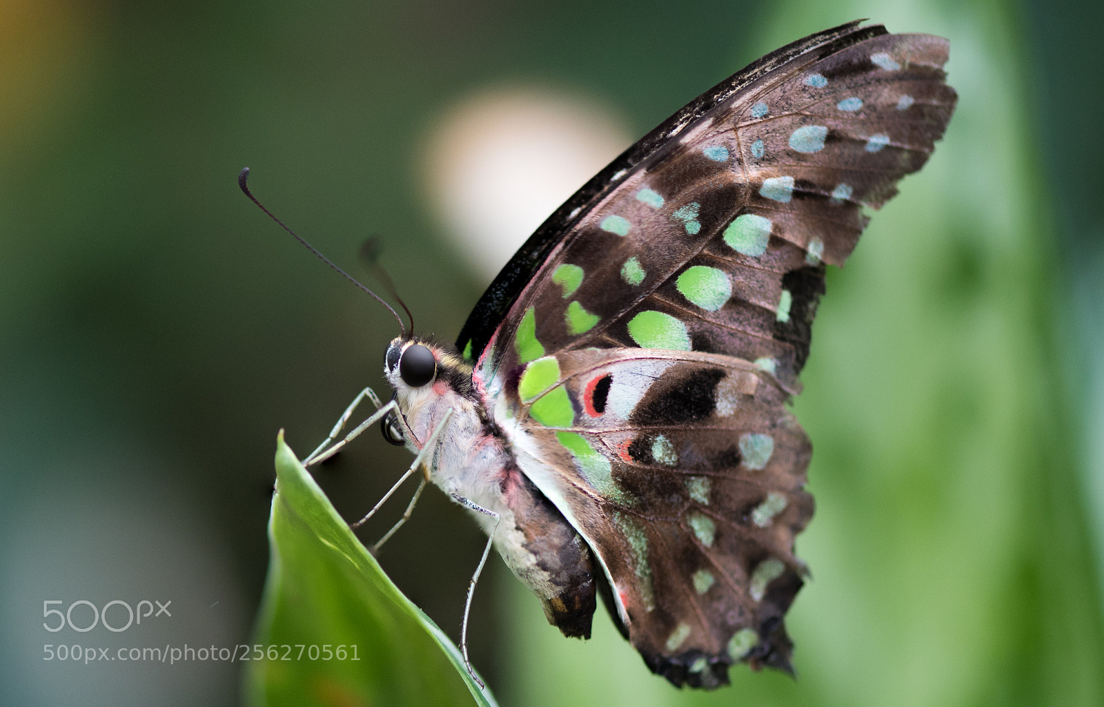 Nikon D810 sample photo. Butterfly photography