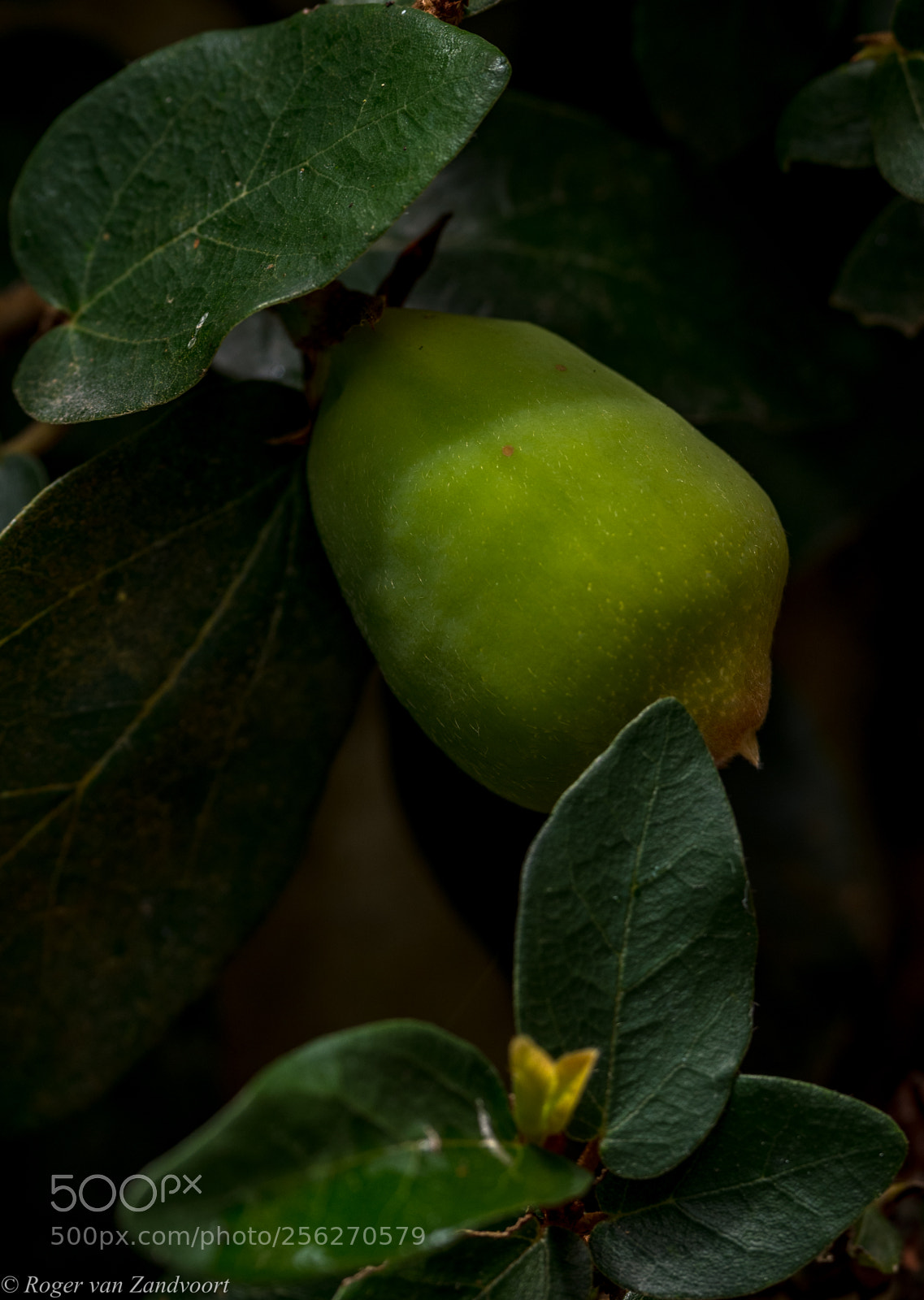 Pentax K-1 sample photo. Ficus pumila fruit on photography