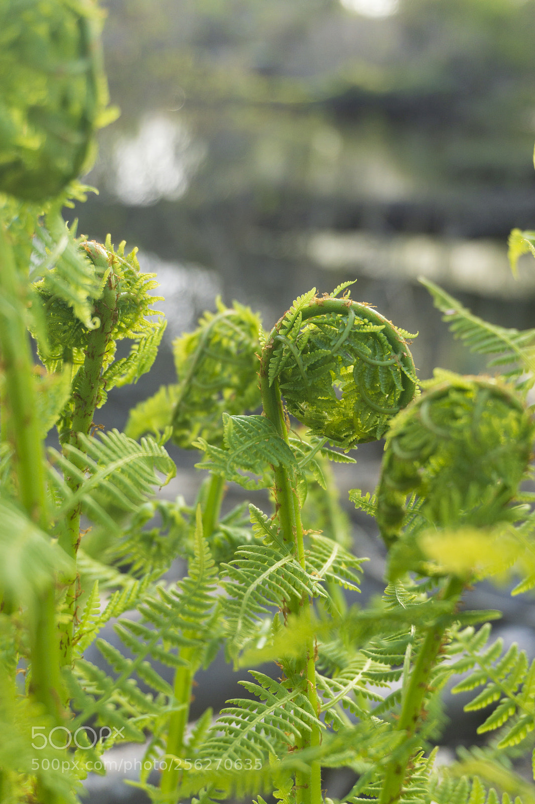 Sony a6000 sample photo. Unfurling fern fronds photography