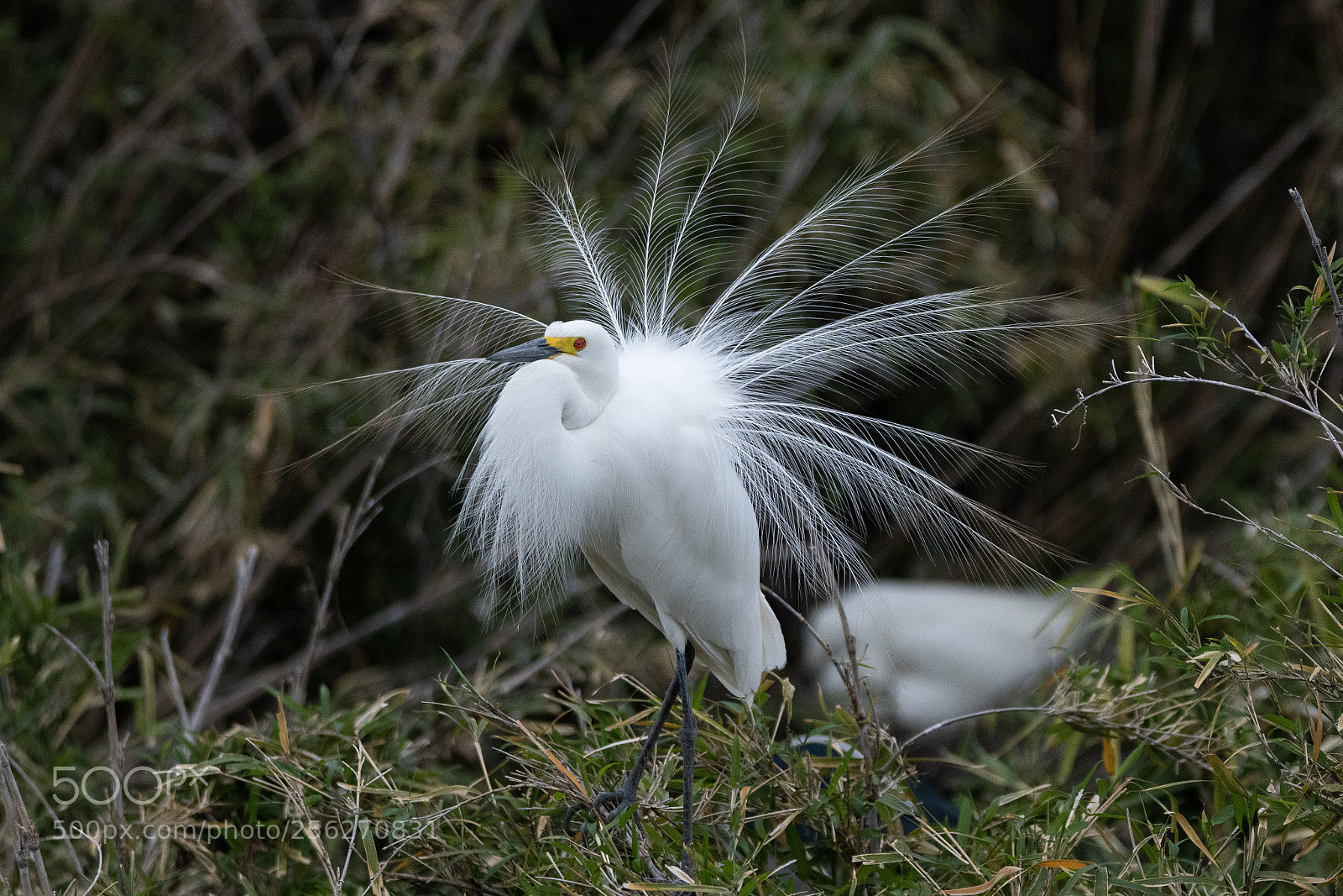Nikon D500 sample photo. Intermediate egret photography