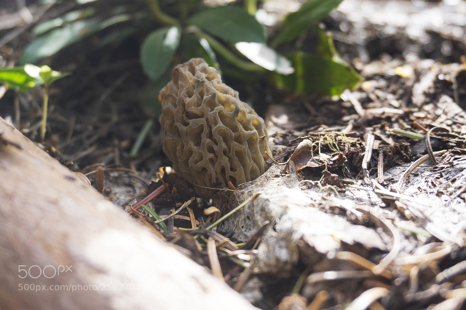 Sony a6000 sample photo. Morel photography