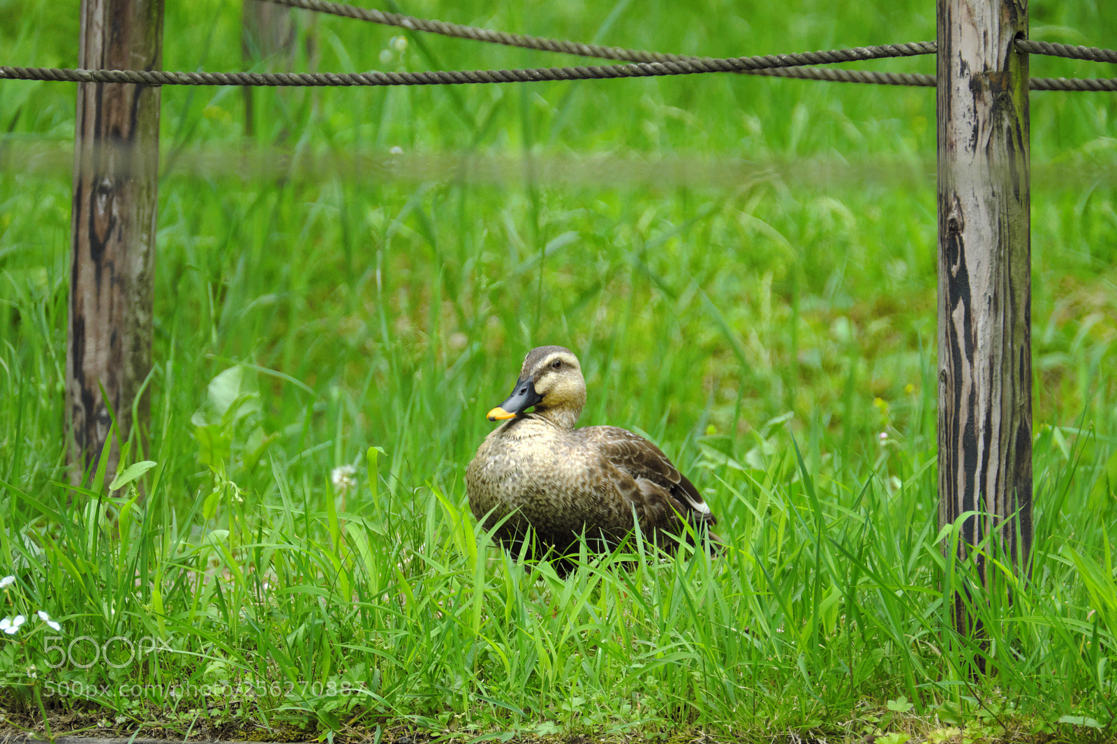 Fujifilm X-T2 sample photo. Duck in yakushi ike photography