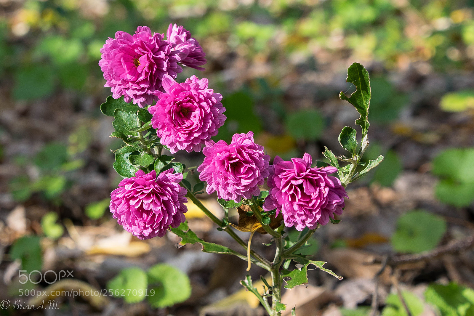 Nikon D5300 sample photo. Untitled photography