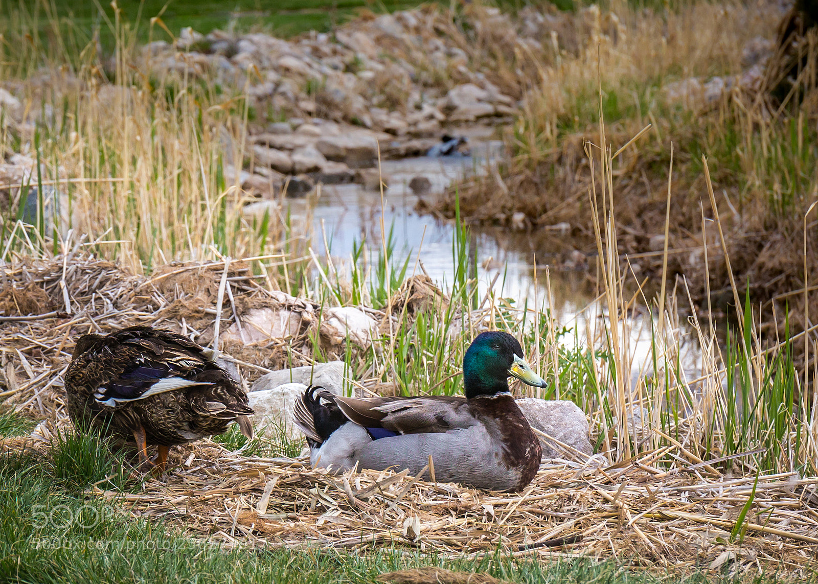 Canon EOS 6D sample photo. Mallards by a stream photography
