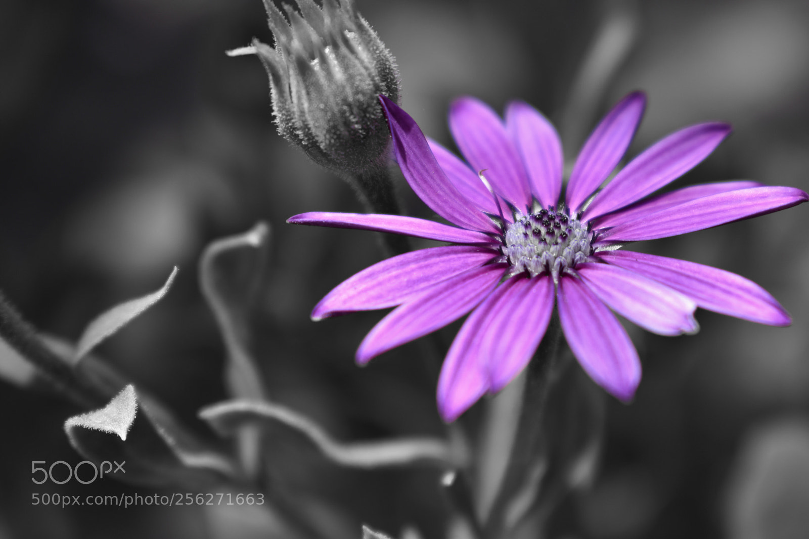 Nikon D3400 sample photo. Purple photography