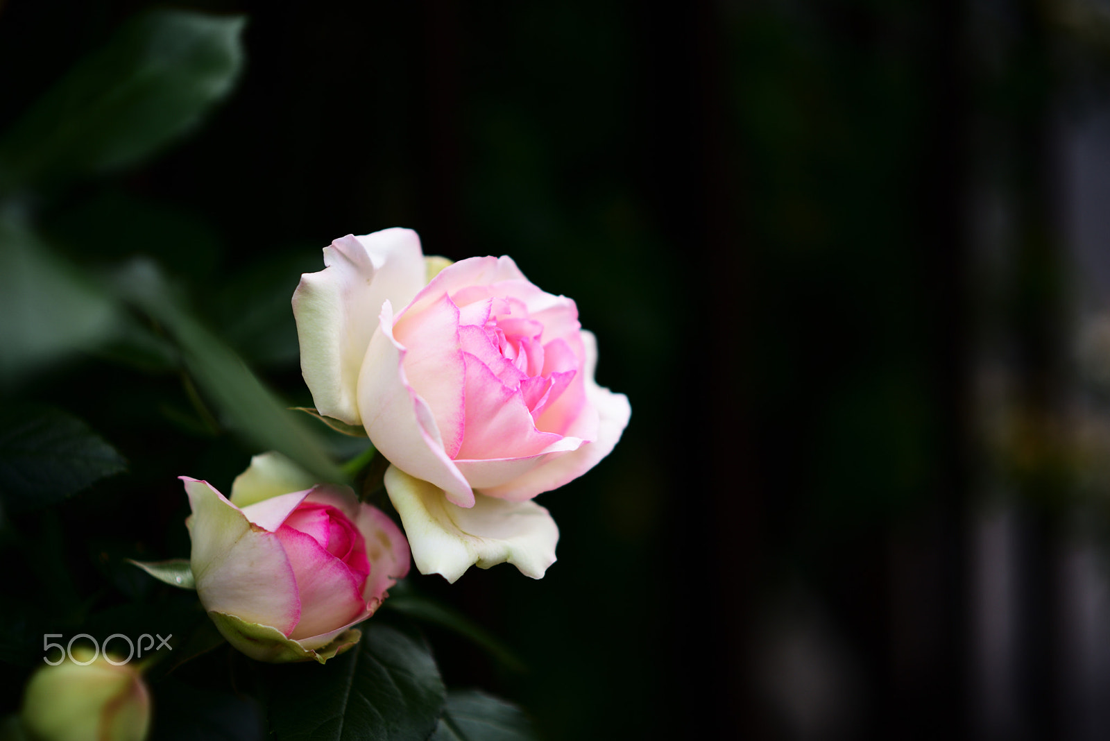 Nikon AF-S Nikkor 85mm F1.8G sample photo. Pink roses photography