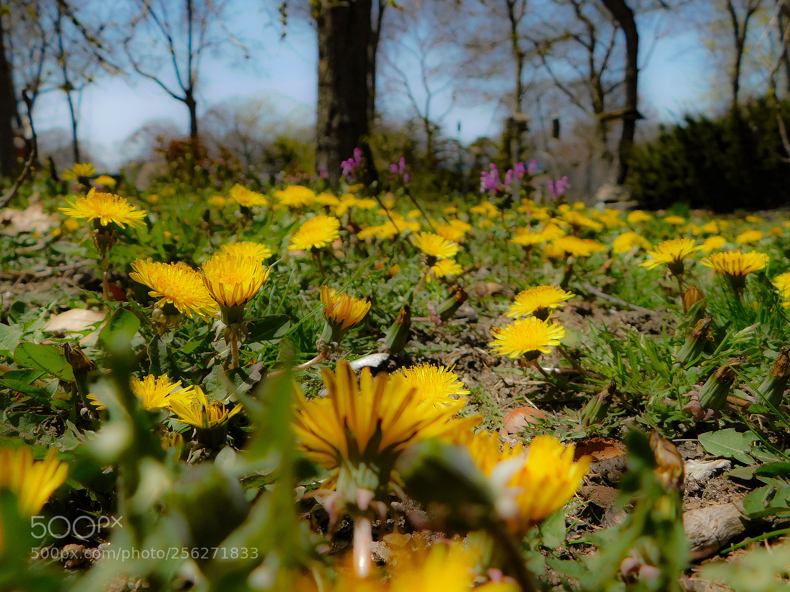 Nikon Coolpix B500 sample photo. Dandelions photography