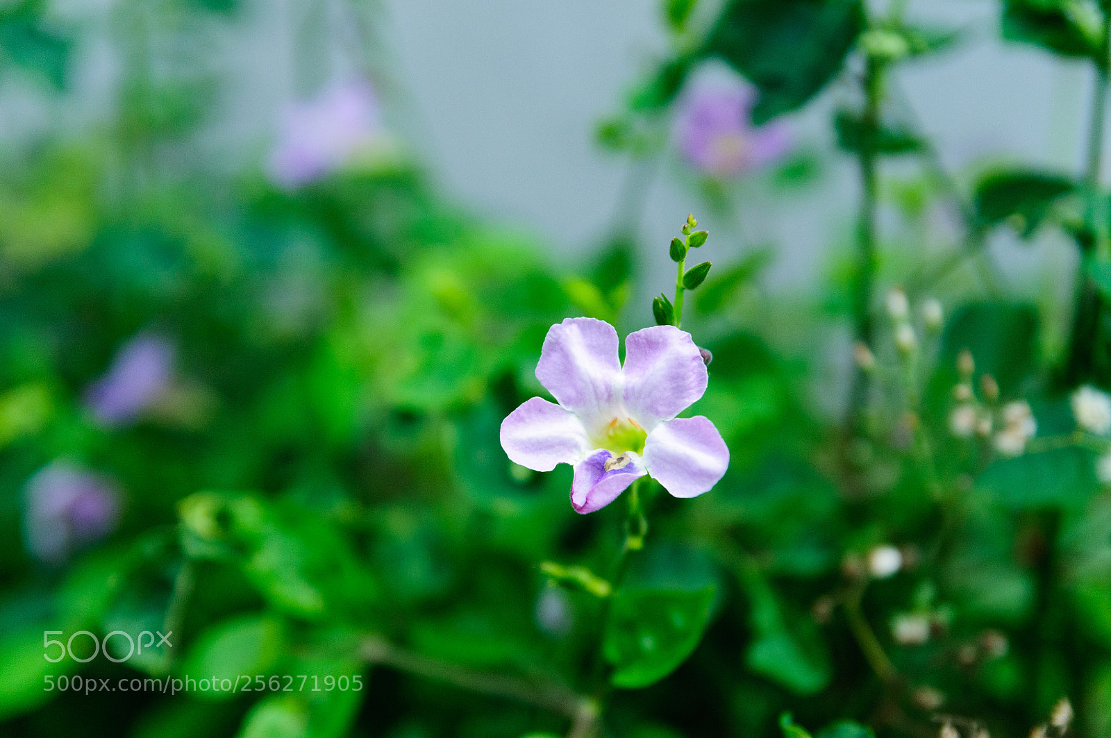 Nikon D300 sample photo. Flower near my house photography