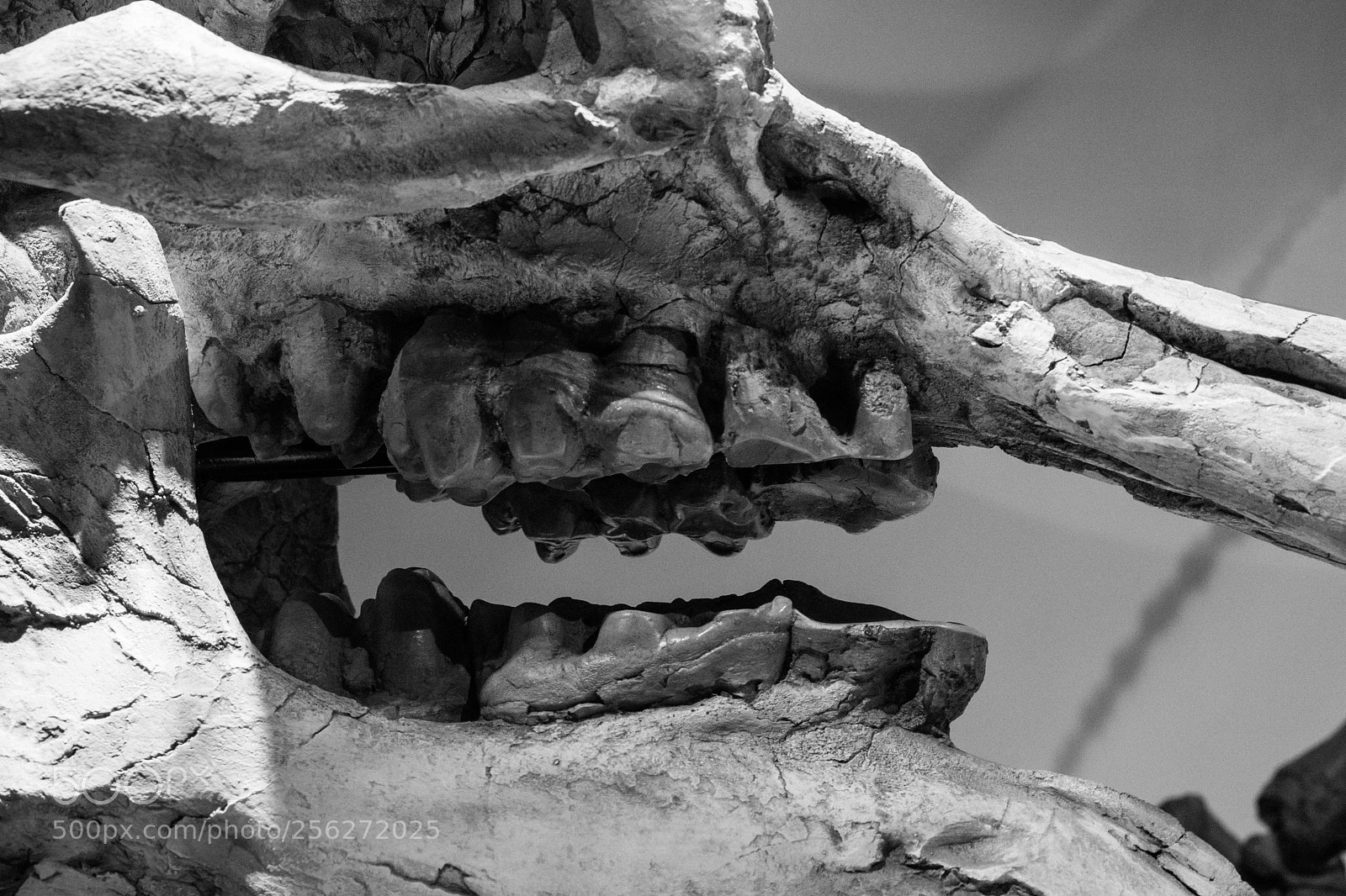 Sony a7 II sample photo. Teeth photography