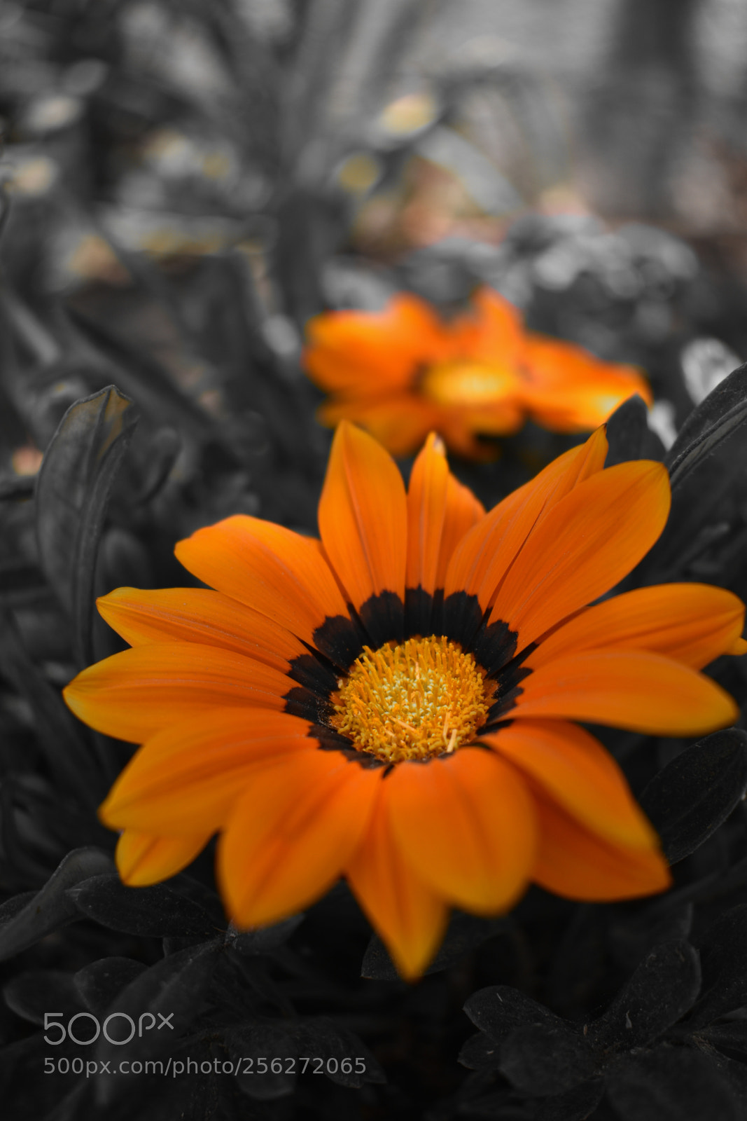 Nikon D3400 sample photo. Orange photography