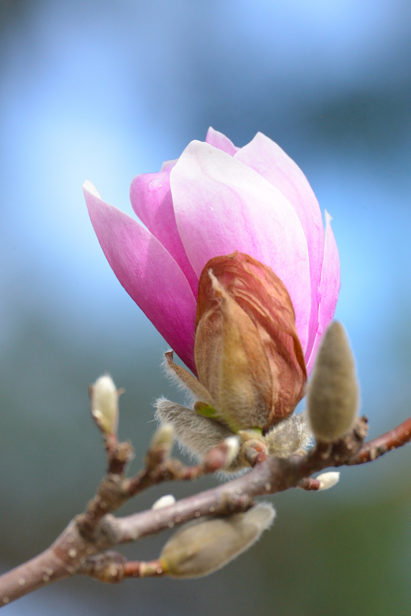 Nikon D600 sample photo. Blooming flower in spring photography