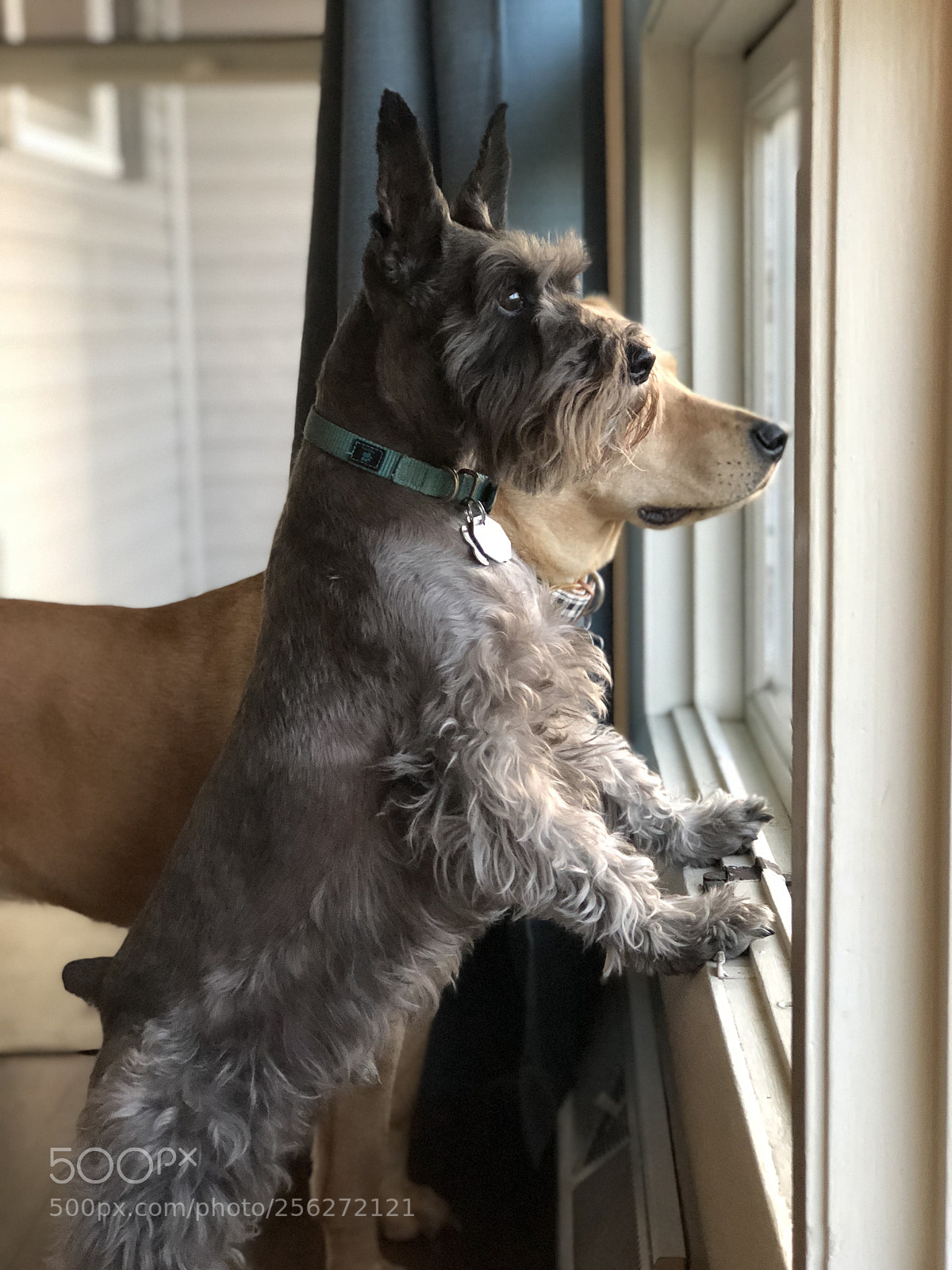 Apple iPhone 8 Plus sample photo. Untitled photography
