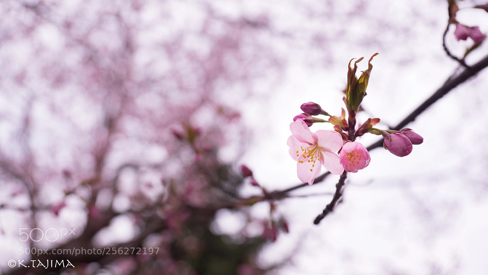 Olympus OM-D E-M1 Mark II sample photo. One sakura photography