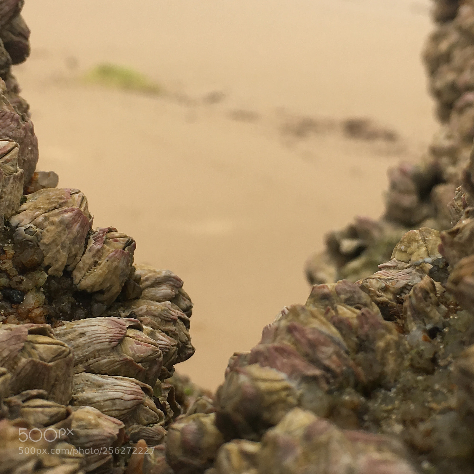Apple iPhone 6s sample photo. Canyon of unfocus photography