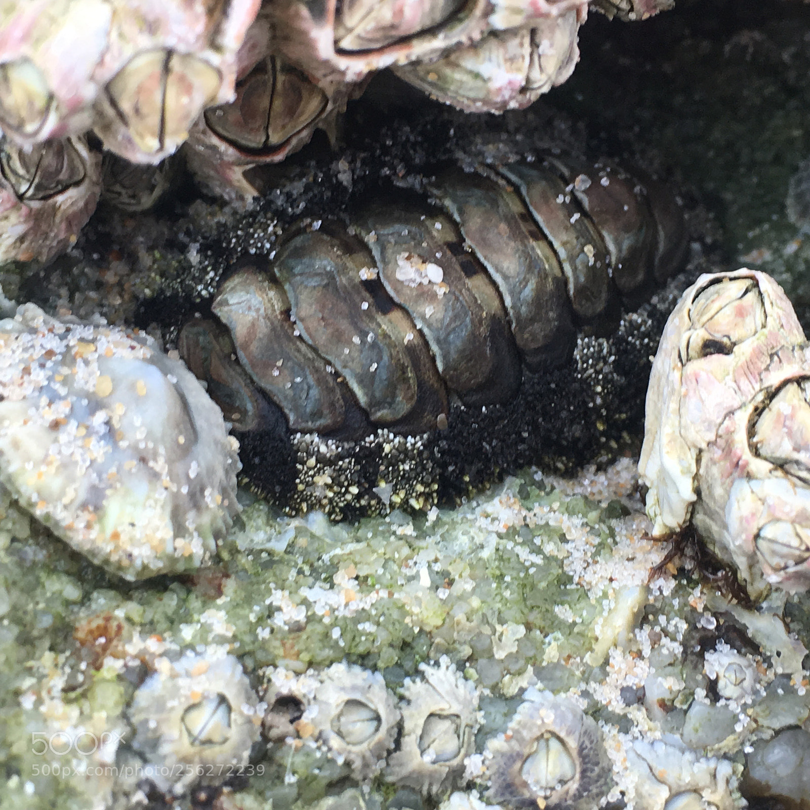Apple iPhone 6s sample photo. Arthropod photography