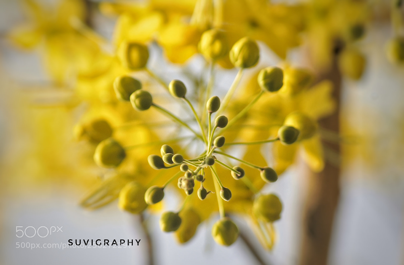 Nikon D300 sample photo. Golden flower photography