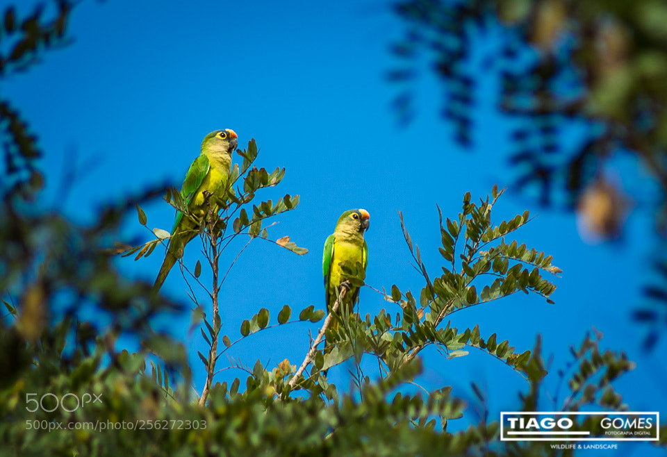 Nikon D7100 sample photo. Periquito estrela photography