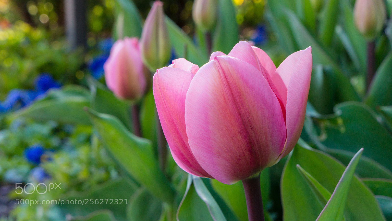Sony Alpha NEX-7 sample photo. Untitled photography