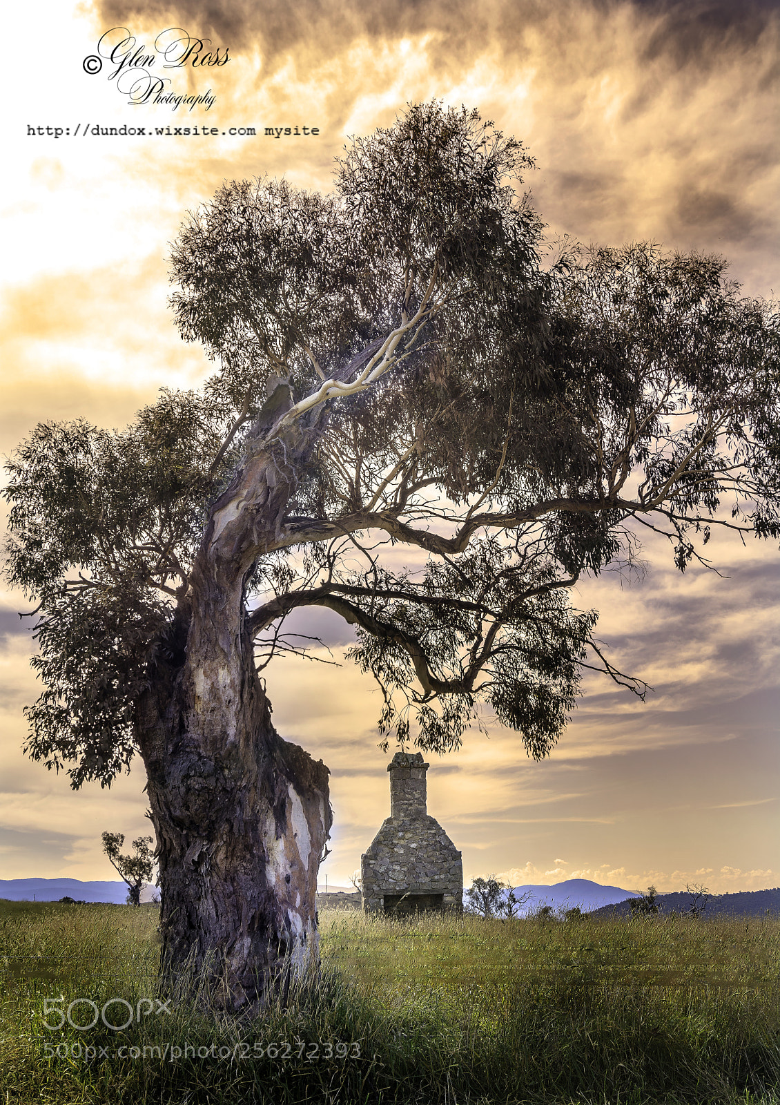 Nikon D7100 sample photo. The old gum tree. photography