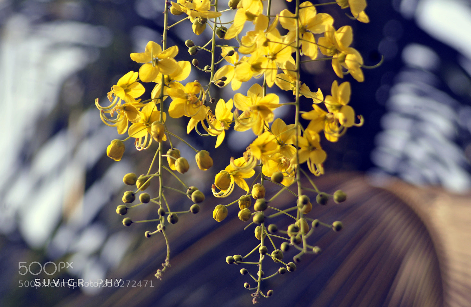 Nikon D300 sample photo. Golden shower photography
