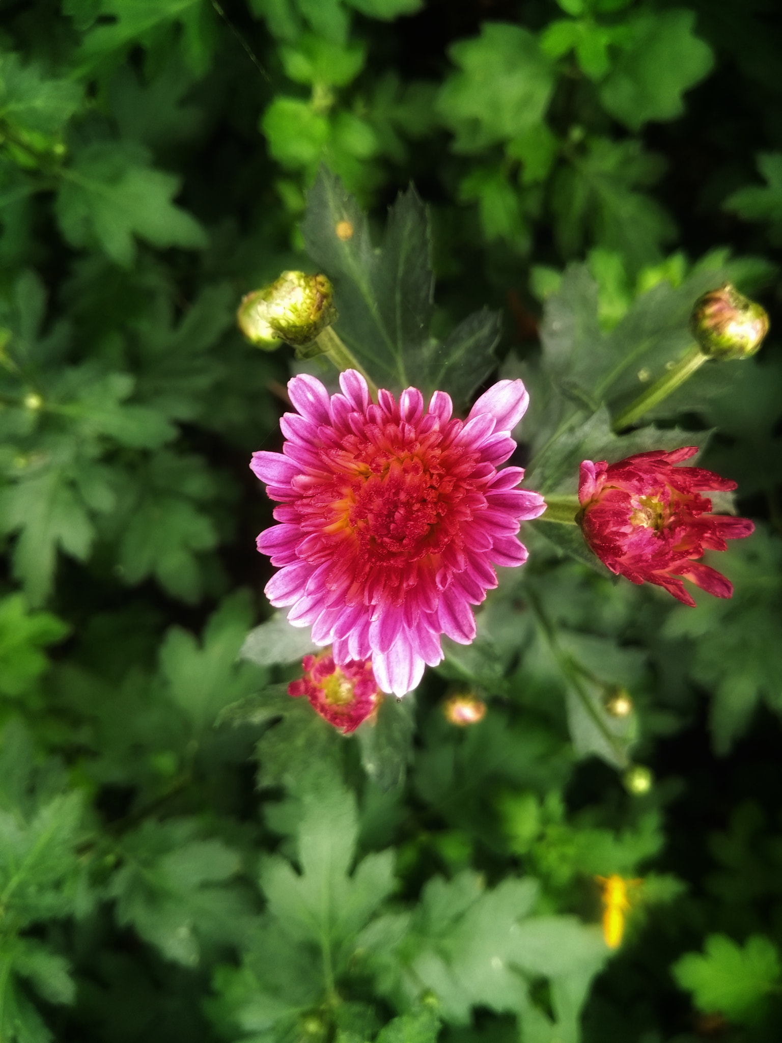Motorola Moto G (5th Gen) sample photo