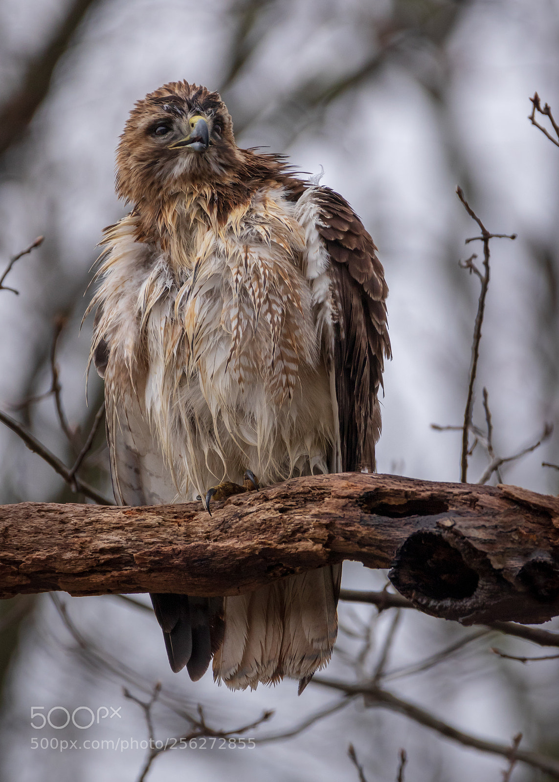 Canon EOS 7D Mark II sample photo. Hawk photography