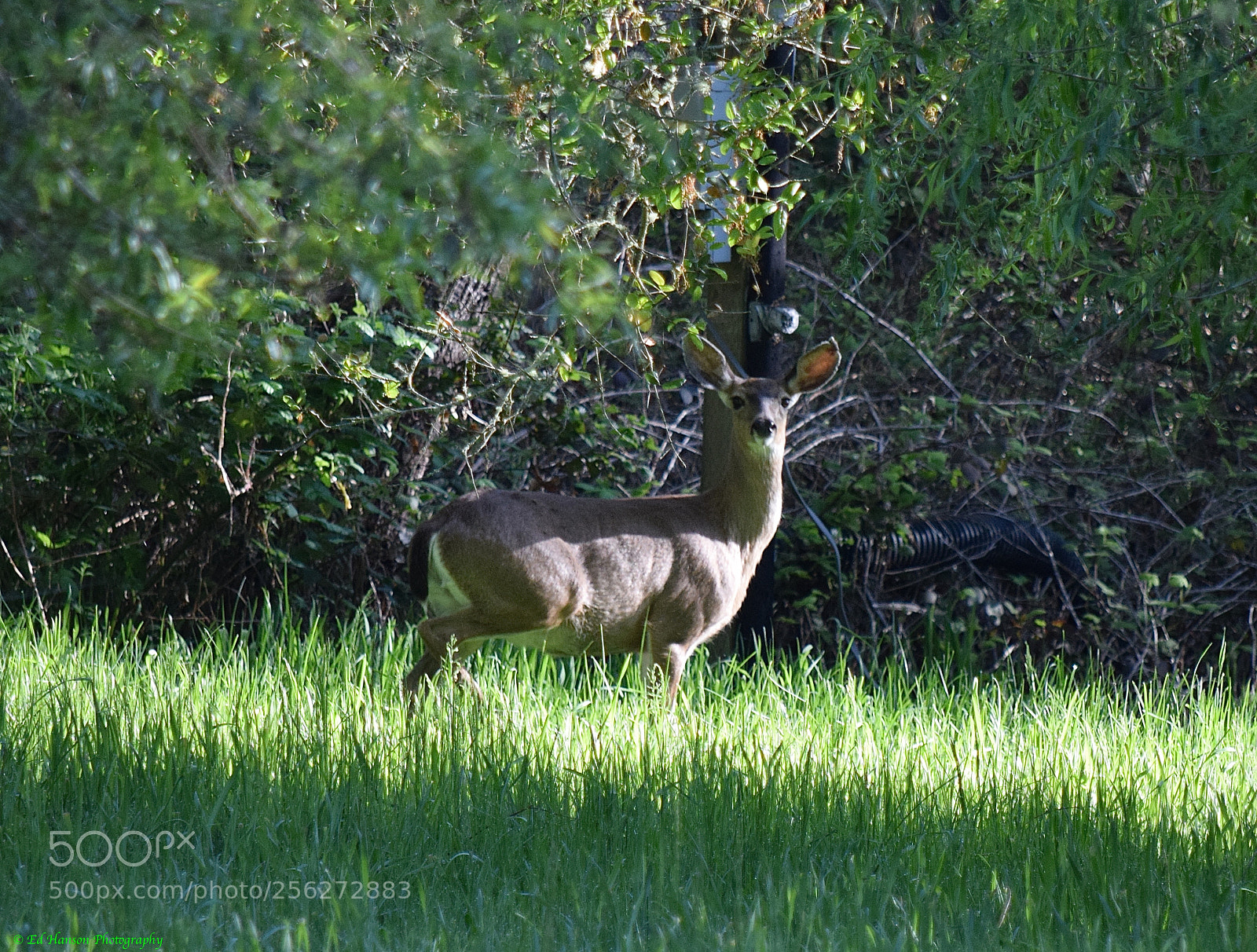 Nikon D3300 sample photo. Oh dear a deer photography