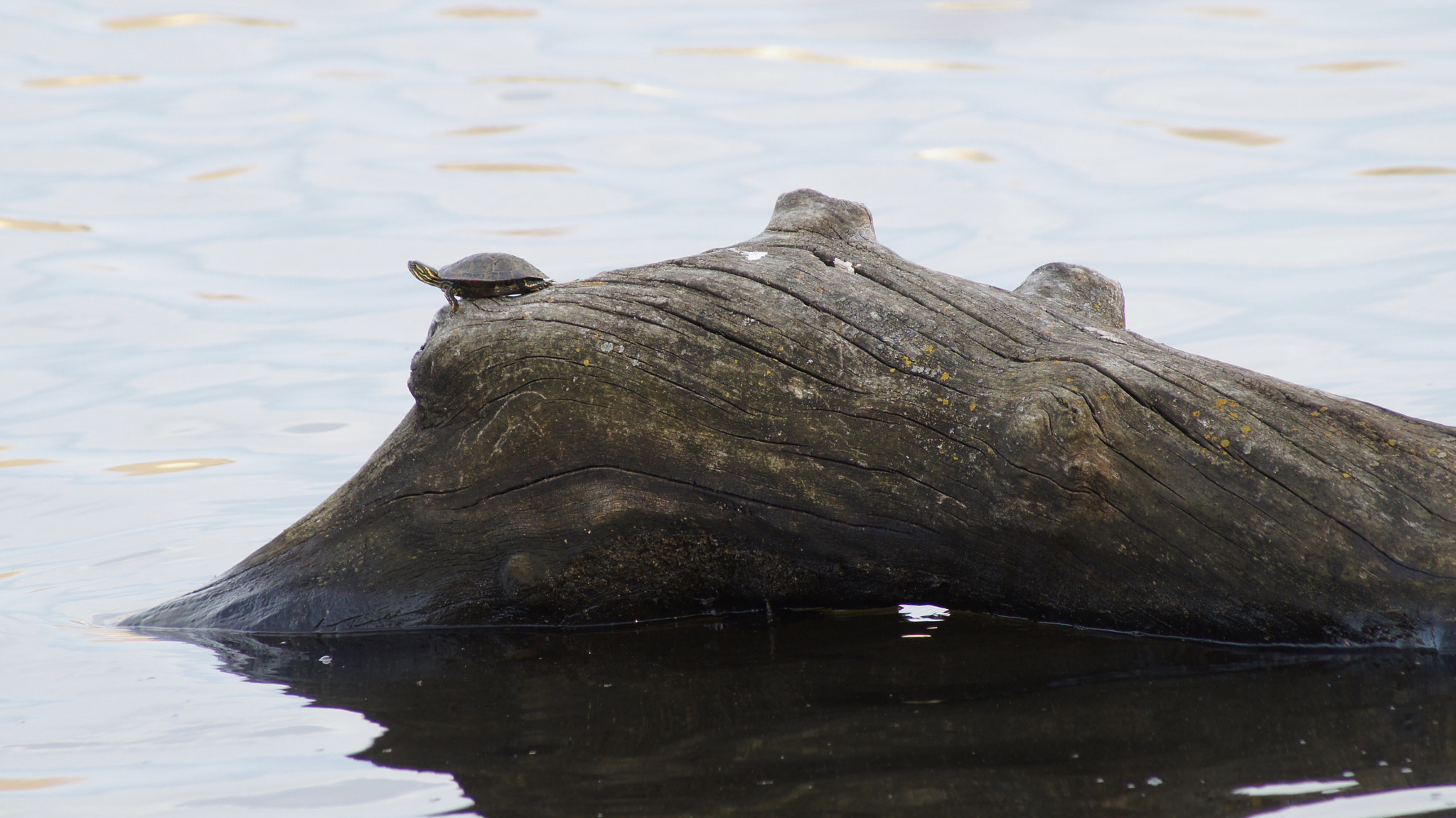 Sony SLT-A35 sample photo. Bumps on a log photography