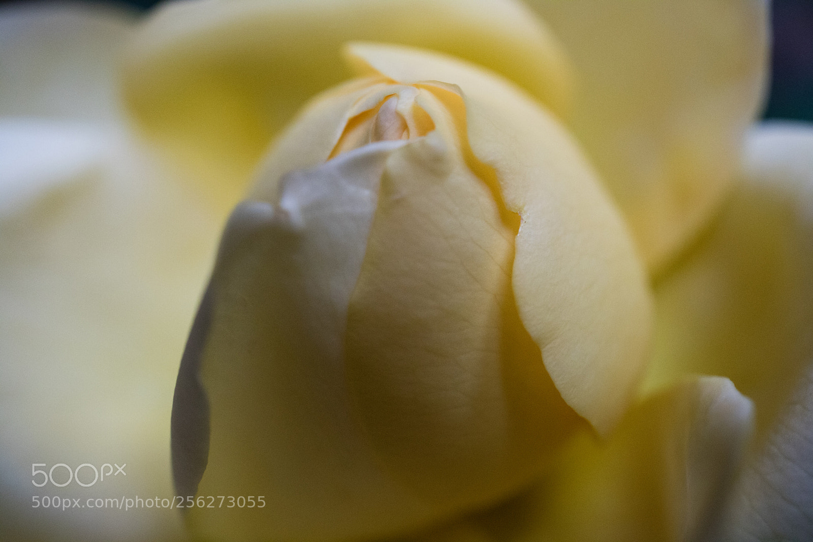 Canon EOS M3 sample photo. Yellow photography