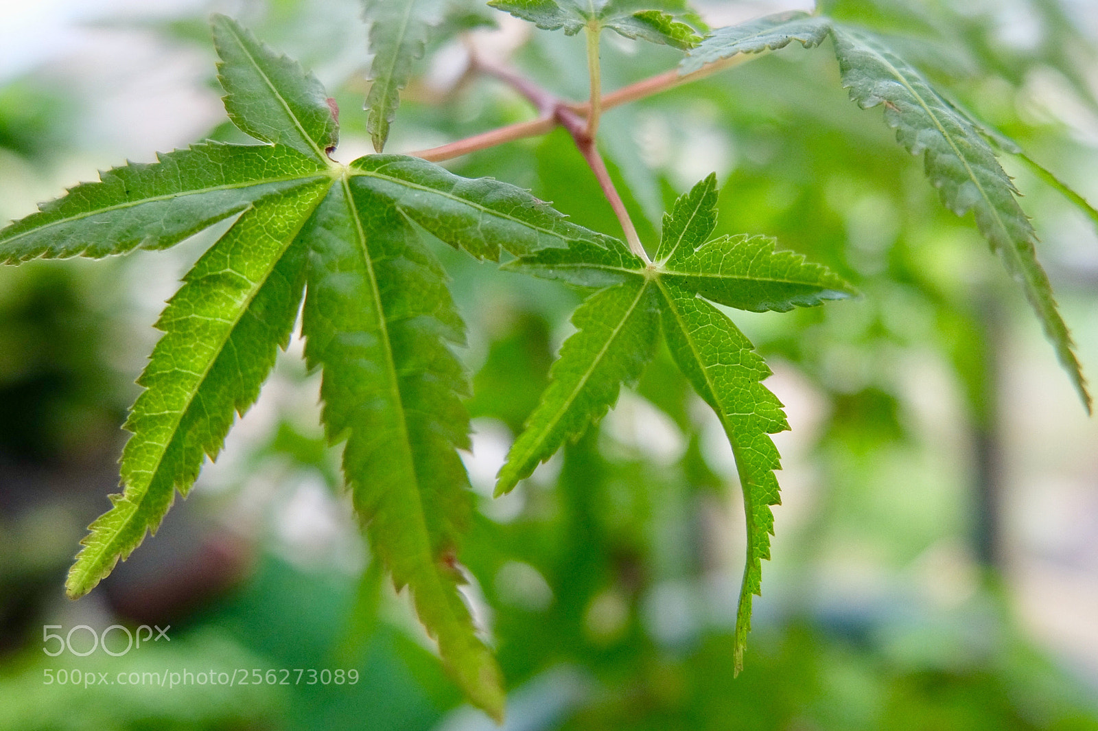 Fujifilm X30 sample photo. 楓葉
maple leaf photography