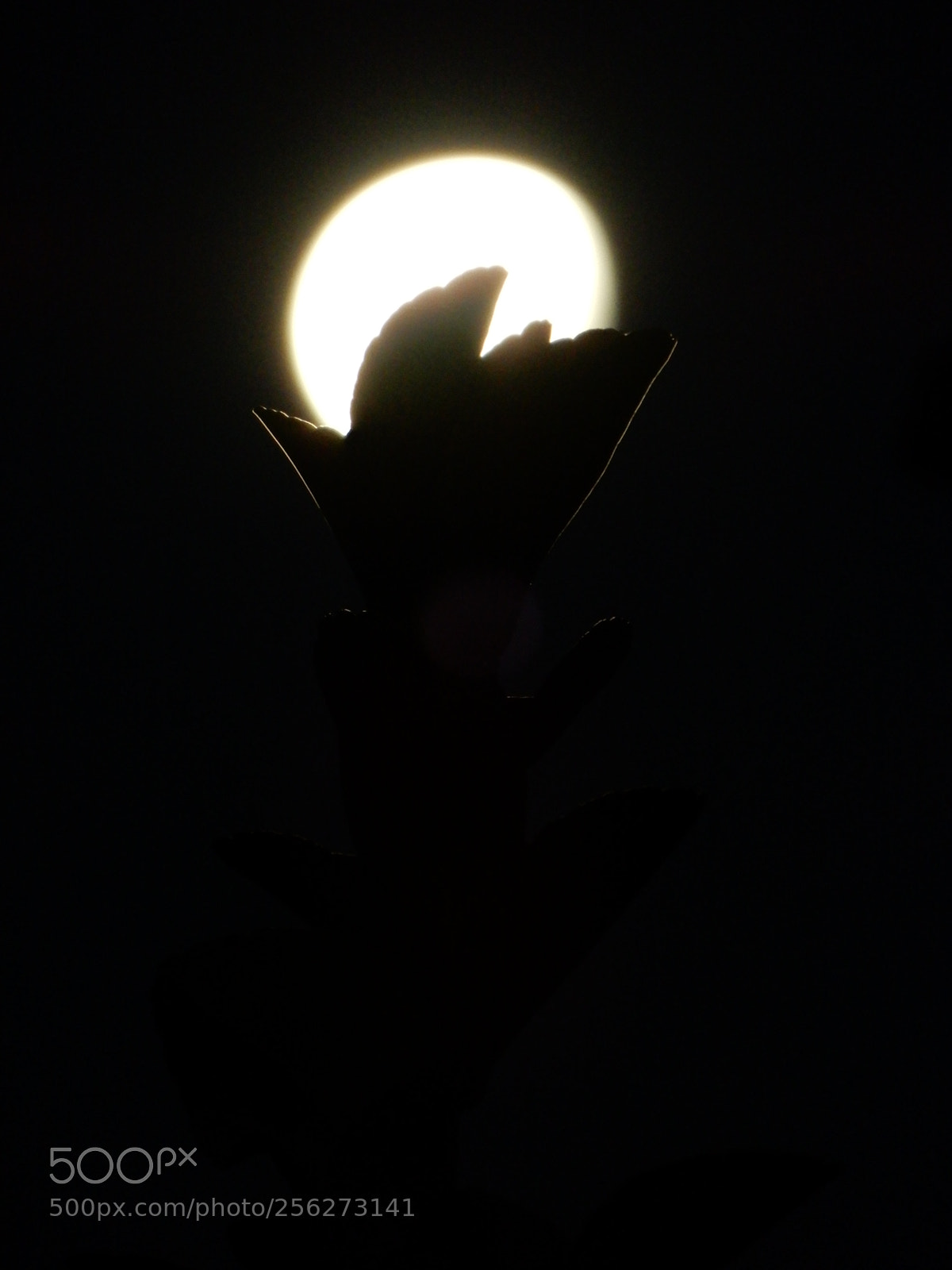Nikon Coolpix A900 sample photo. Cradle of the moon photography