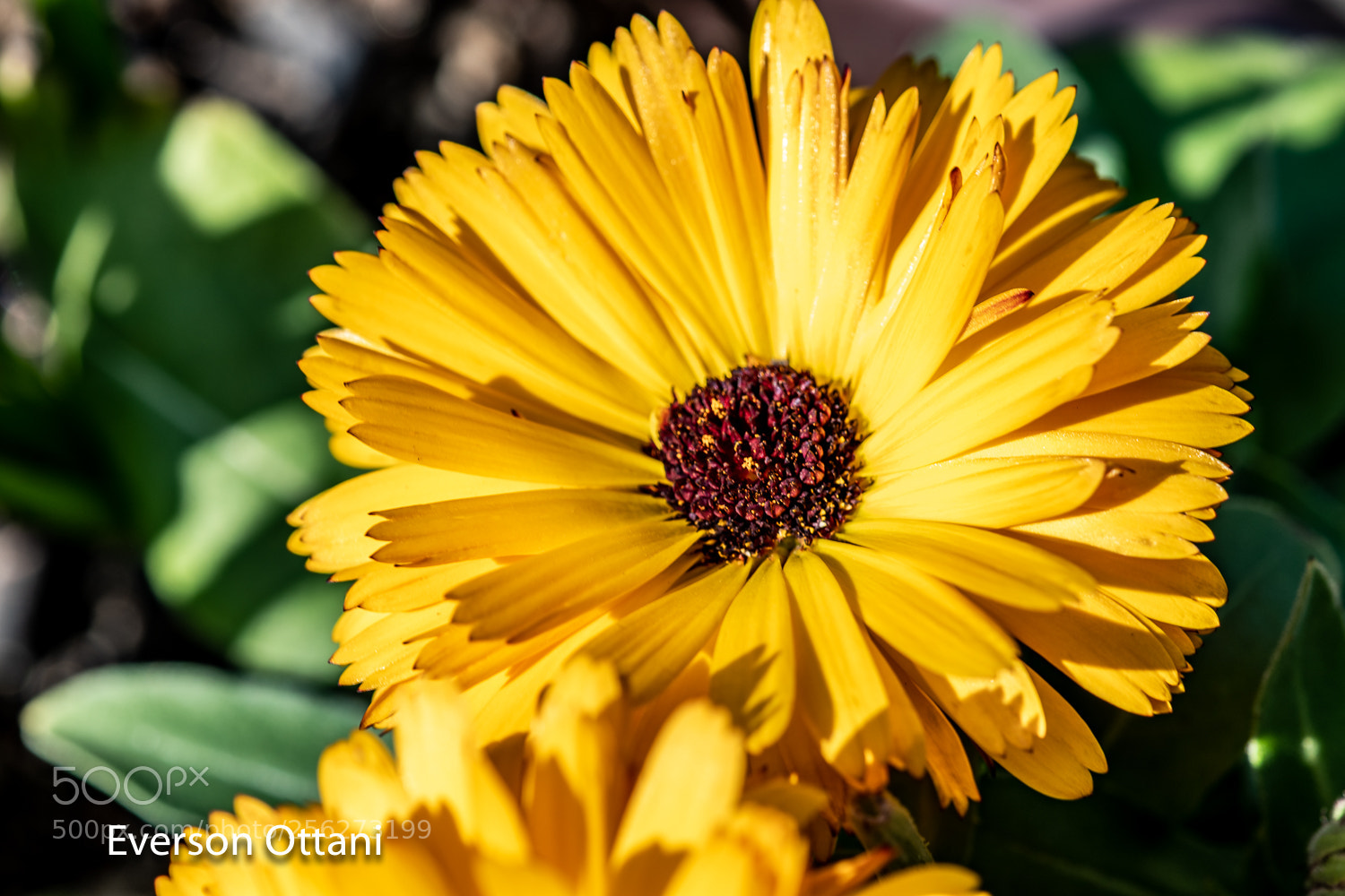 Nikon D500 sample photo. Yellow flower photography