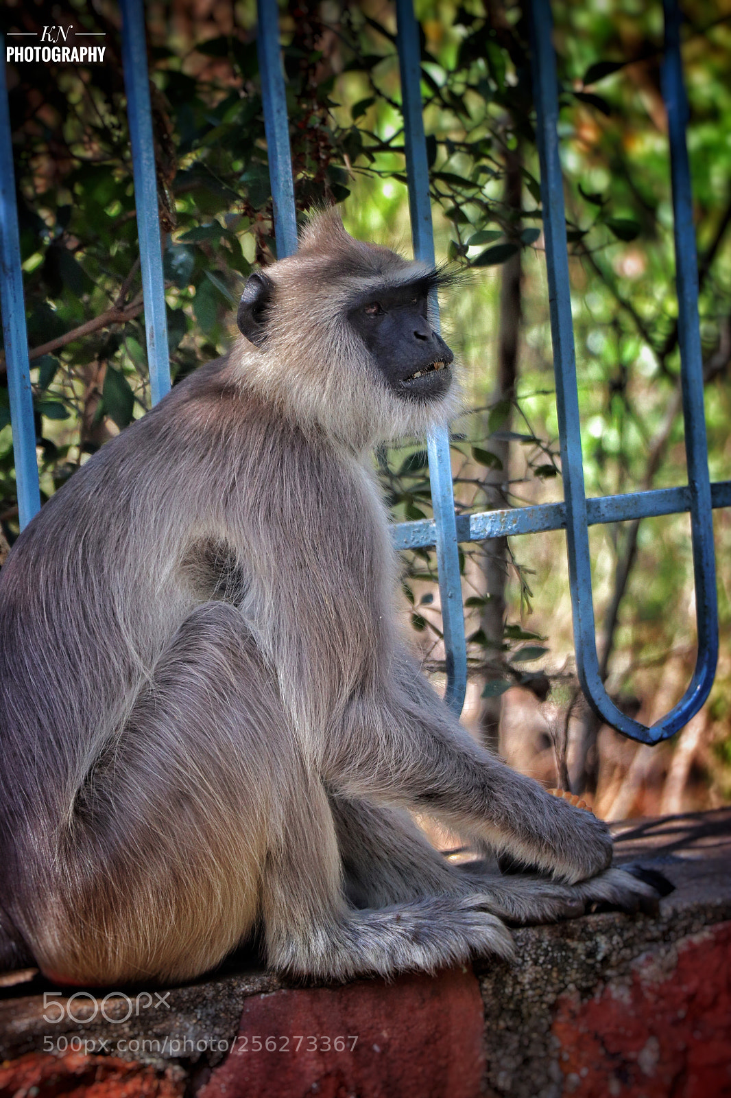 Canon EOS 77D (EOS 9000D / EOS 770D) sample photo. Monkey photography
