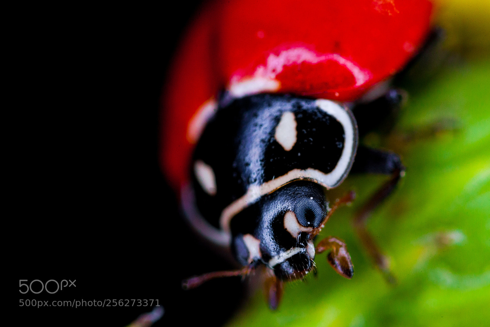 Canon EOS 5D Mark II sample photo. Ladybug photography