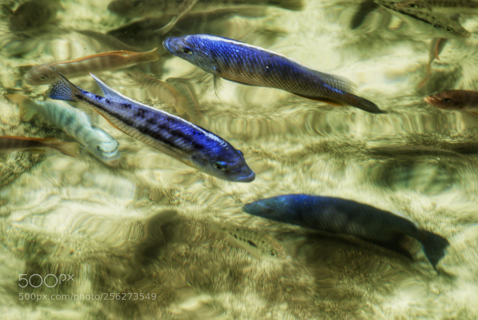 Nikon D3000 sample photo. Fish everywhere photography