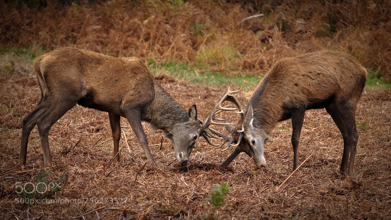 Nikon D5000 sample photo. Red deer photography