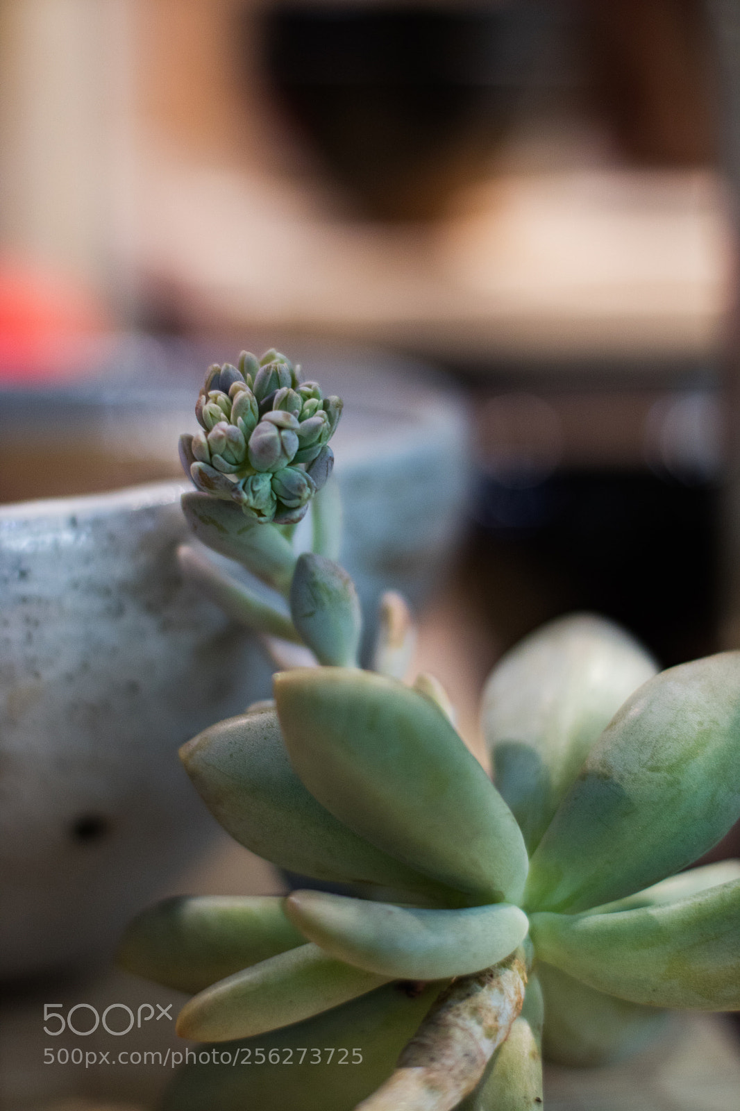 Canon EOS M3 sample photo. Succulent photography