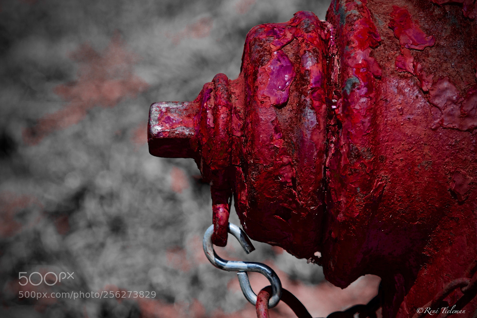 Nikon D500 sample photo. Red photography